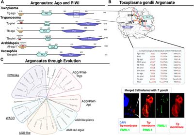 piRNA pathway evolution beyond gonad context: Perspectives from apicomplexa and trypanosomatids